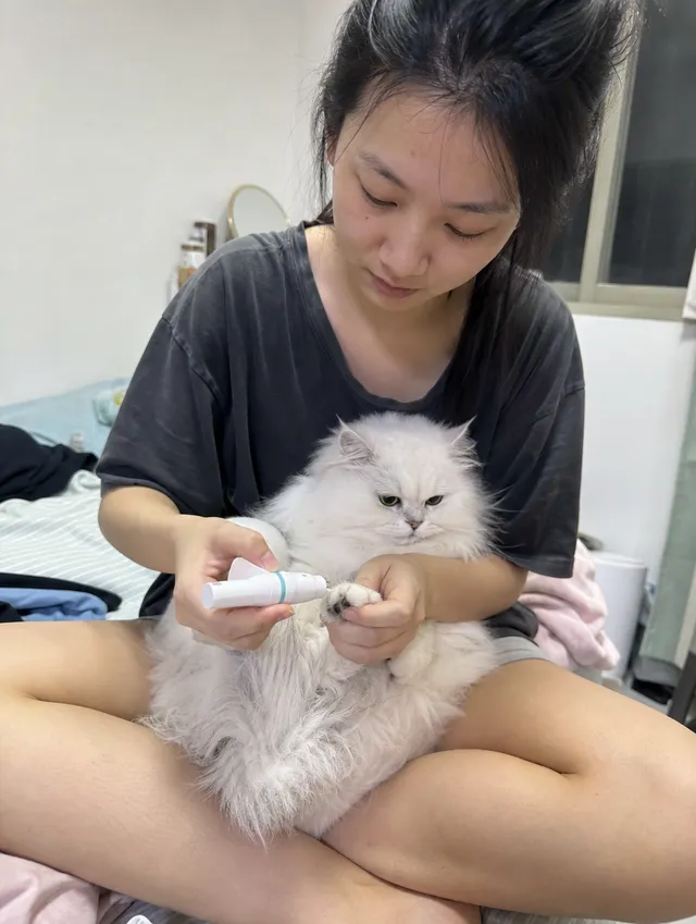 Fluffy Persian: Blue port, one paw at a time.