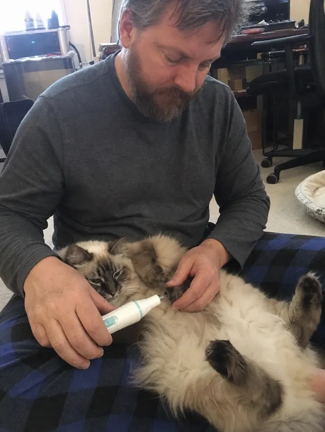 Belly-up ragdoll: Short touches, then a treat.