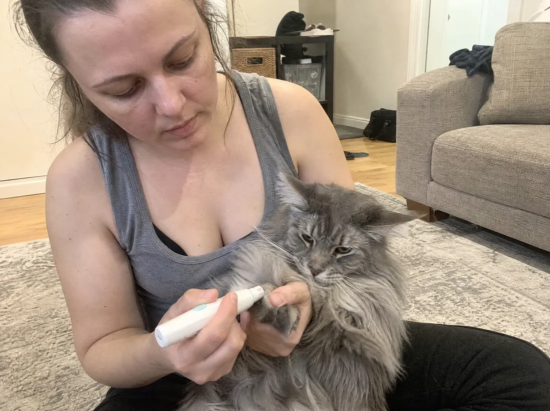 Maine Coon tufts: Toe fur stays outside the port.
